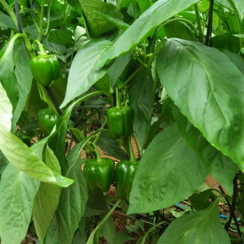 ỚT CHUÔNG XANH ĐÀ LẠT